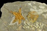 Fossil Starfish (Petraster?) & Edrioasteroids (Spinadiscus) - Morocco #118073-3